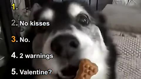 Ranking Best Dogs Being Sassy