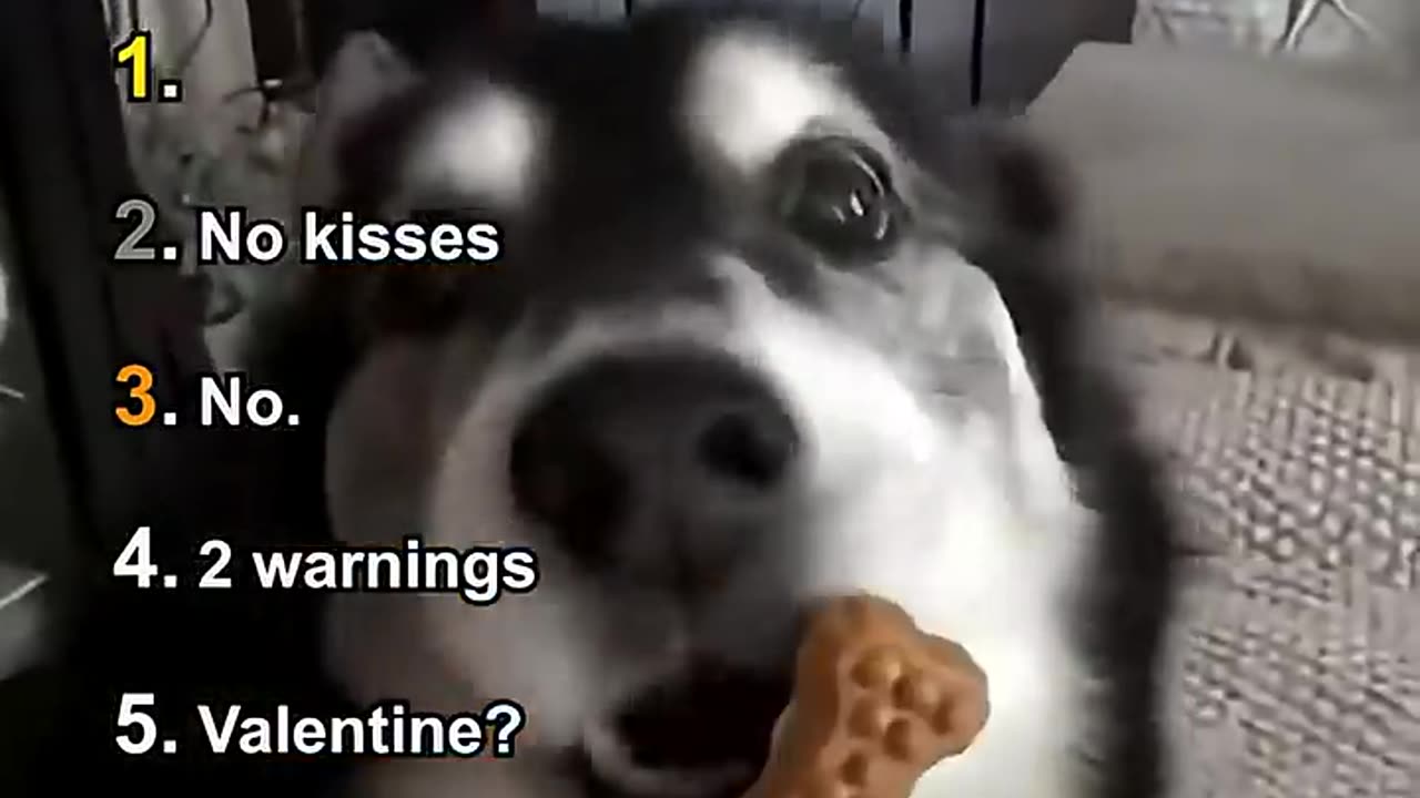 Ranking Best Dogs Being Sassy