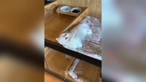 Funny Animal Videos
