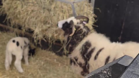 The barn at Marsh farm essex days out