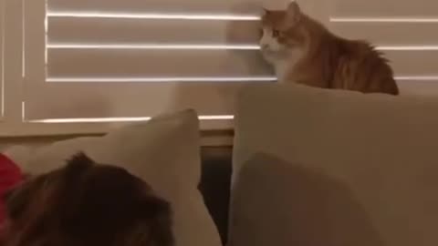A VERY PERSISTENT😛 CAT