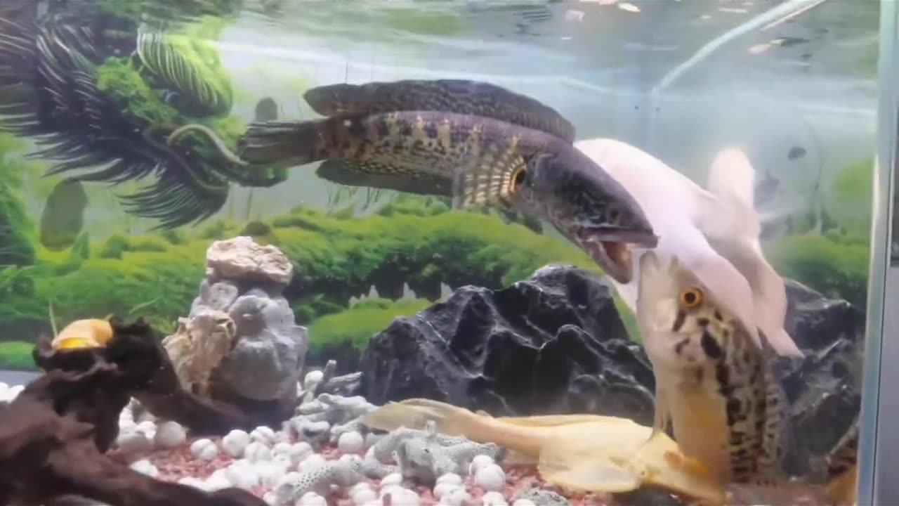 Unique world of fish 🐠🐟