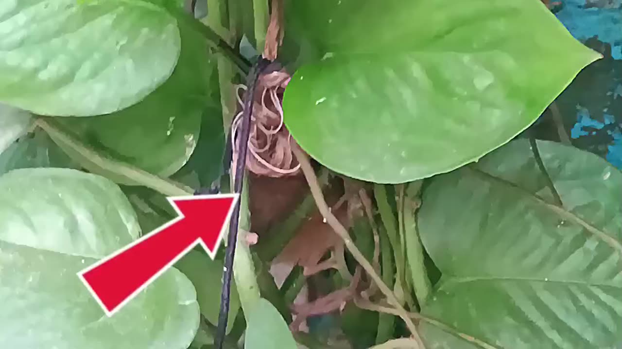 I Found a Mouse Hiding at Home 😳🐭