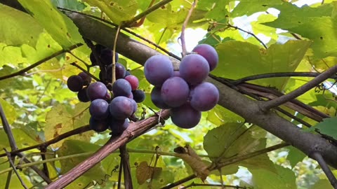 🍇