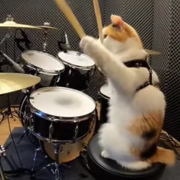 Drummer Cats