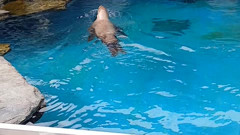 Mystic CT Sea Lions