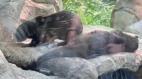 Highlight reel for A day at the National Zoo Washington D.C.