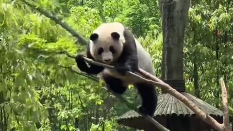 panda core.