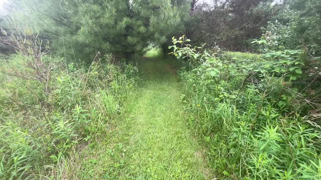 Morning walk