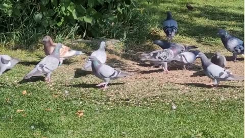 Pigeons gather together