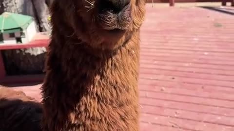 😂🦙 The Funniest Alpaca Invasion Ever! | FunFM