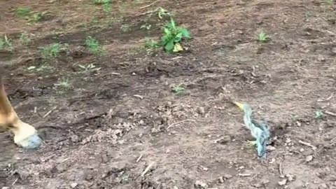 What kind of bird is this?