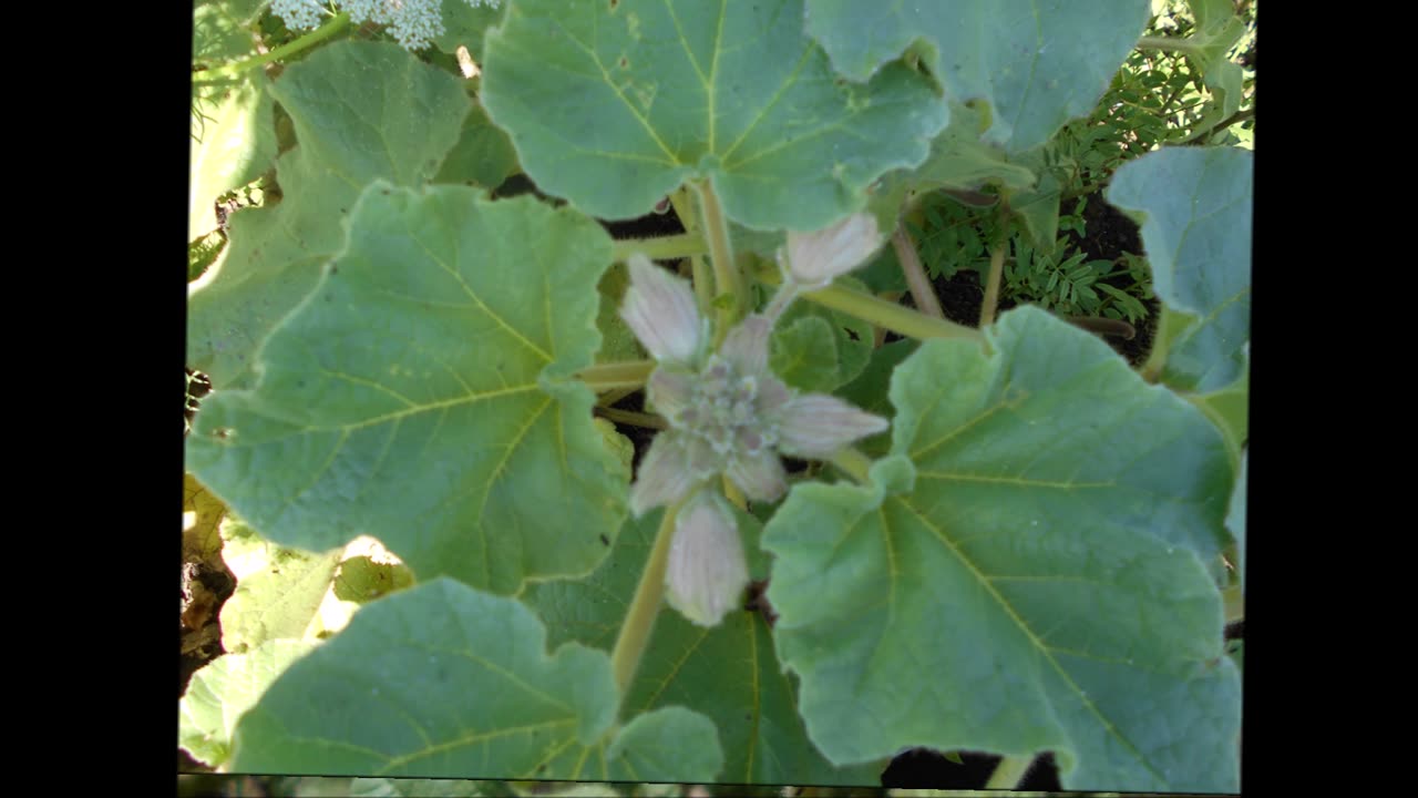 Novel Fruits Unicorn Plant July 2022