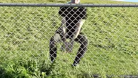 Animal acts