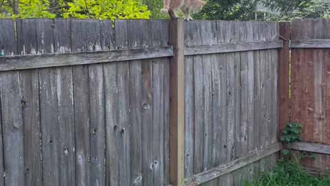 Peridot the Fence Walker