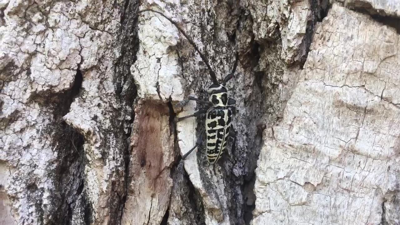 black & white spider on the world 🌎