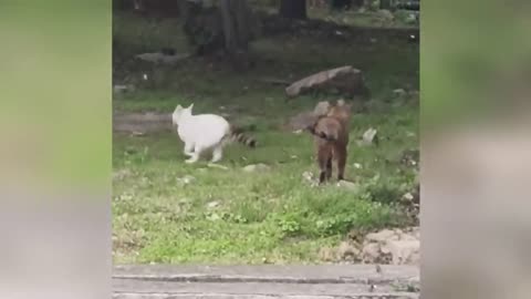 Funniest Cats and Dogs Clip