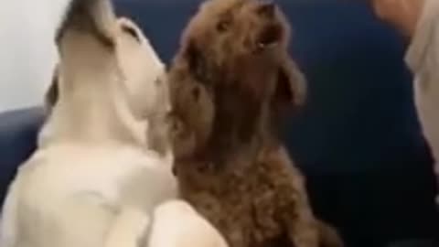 Dogs That Can’t Handle Their Own Echo
