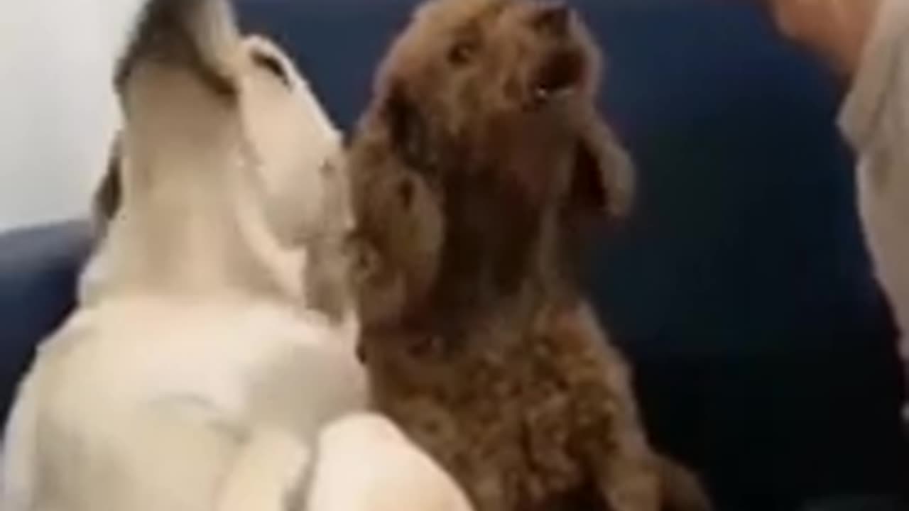 Dogs That Can’t Handle Their Own Echo