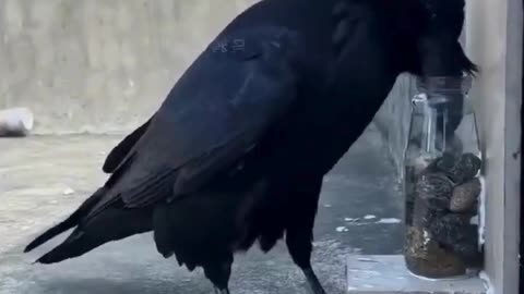 Clever Crow Drinking Water from a Jar! 🦅💧😂#CleverCrow 🦅 #BirdWatching 🦉 #AnimalIntelligence 🧠#Nature