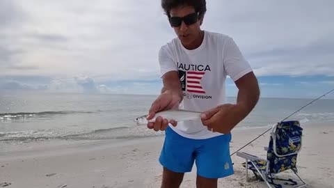 Shrimp Bait Madness: Sea Fishing with Constant Action!