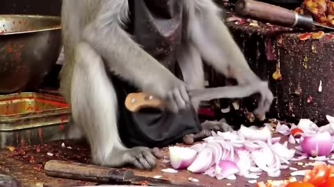Monkey Chef Working At India Street Food 🐒🤭🤣🤣