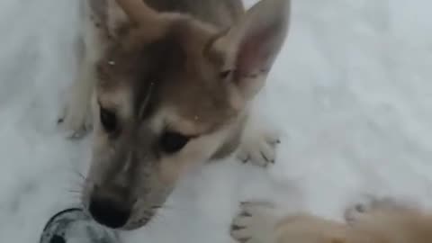 5 of the best dogs in the world