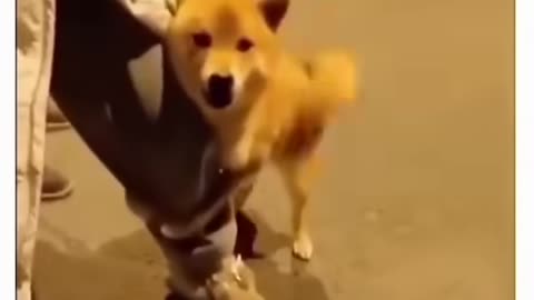 Funny Animal Videos 2022 || funny dogs || funny cats