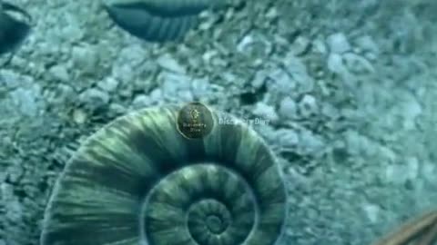 Ammonites Fossilized Wonders ammonites fossils