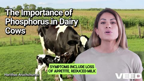 The Hidden Key to Dairy Cow Vitality:understanding Phosphorus Balance Disorders