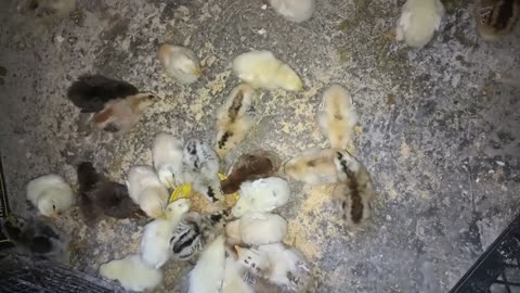 The little chicks are having breakfast