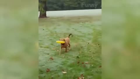 40 Best Funny Animal Videos Of The Month Cute Dogs And Cats Reactions