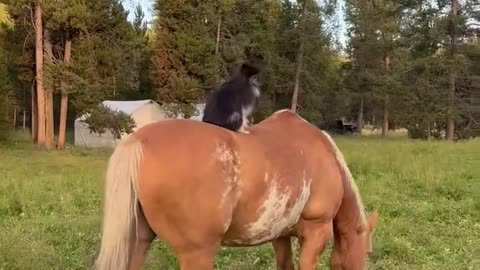 Pomeranian Dog Sits on Top of a Horse