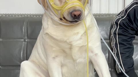 狗狗:有一种脑浆被吸干的感觉Dog: There is a feeling that the brain is sucked dry