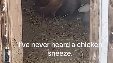 🤣 When Farm Animals Lose Control! | Funniest Rooster Moments Ever 🐔🎥