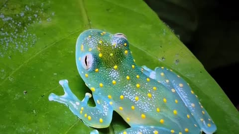 The slope-snouted glass frog, filmed in Colombia