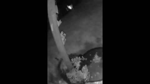 Insect? Camera glare? Orb? 7-17-25