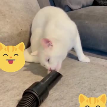 Cat curiosity sucks! 😾😂🤣😅