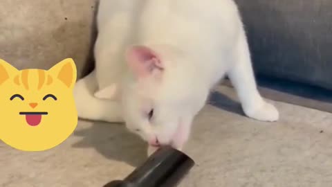 Cat curiosity sucks! 😾😂🤣😅