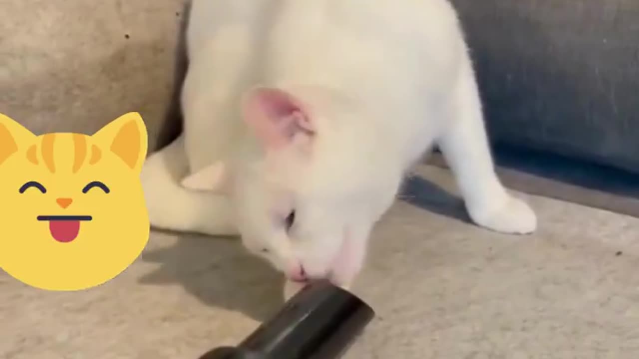 Cat curiosity sucks! 😾😂🤣😅
