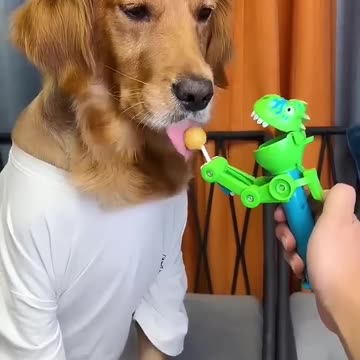 Dog: Just because I'm good-natured doesn't mean I won't bite! funny dog videos