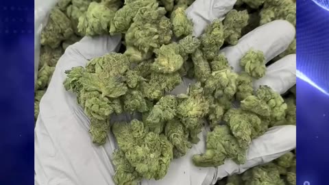 Gorilla Glue THCa Flower | Hybrid | Pine-Funk Diesel | Couch-Lock Classic | Bulk #thca