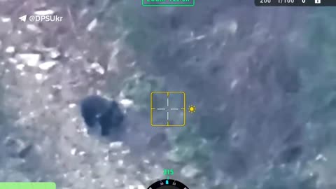🐻 An encounter to avoid: Border guards record a large bear near the Ukrainian