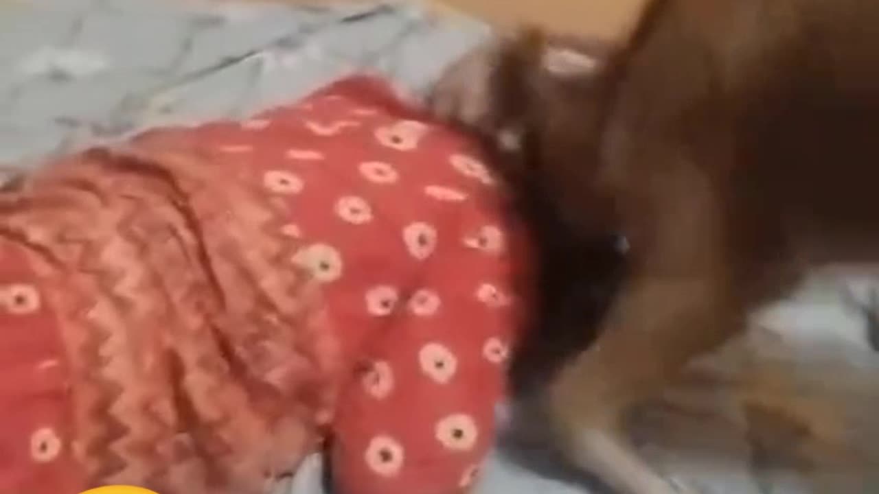 Funny video's wait for end