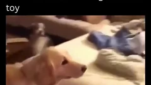 🤣🐶 Dog's Reaction to Owner Dressed as Favorite Toy! | FunFM