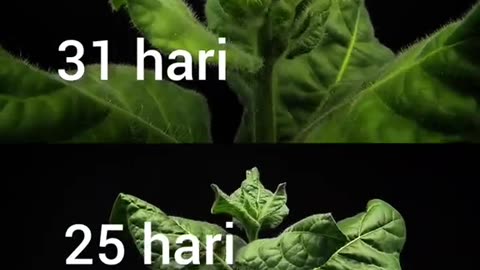 Time Lapse