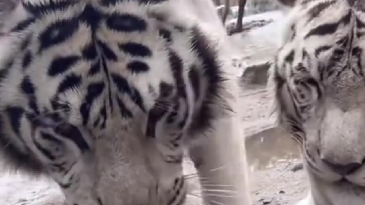 Two very rare white tigers are playing together.