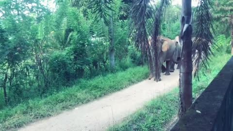 Sri lanka Elephant OMG😱