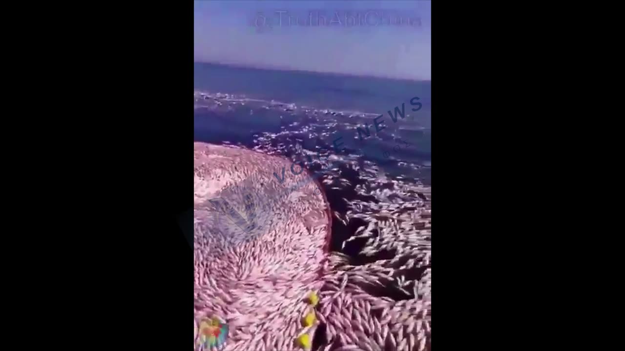 ΠΑΛΜΙΚΟ ΨΑΡΕΜΑ-ΠΕΡΣΙΚΟΣ ΚΟΛΠΟΣ