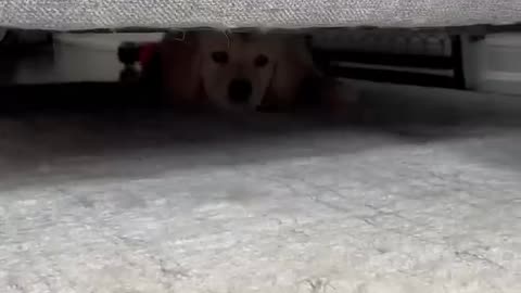 Cute Puppy Playing